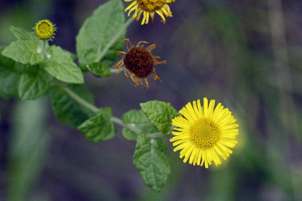 Pulicaria dysenterica
