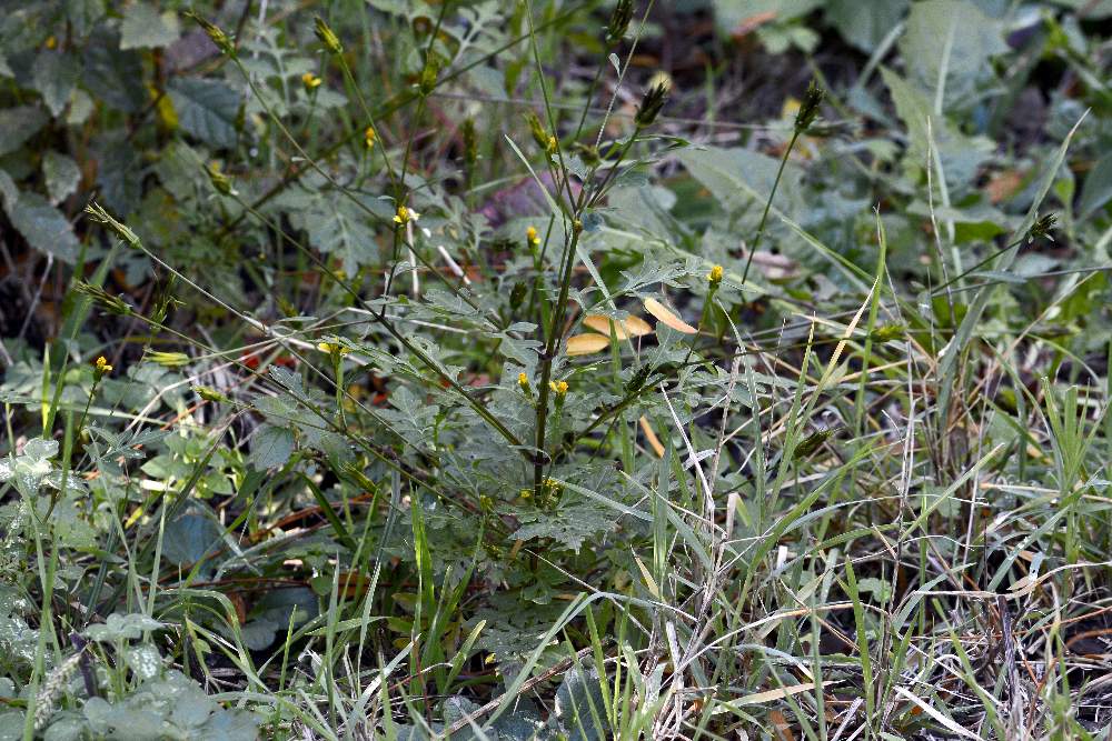 Asteracea: Bidens sp. (B. subalternans opp. B. bipinnatus)