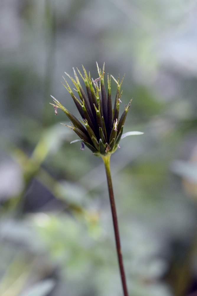Asteracea: Bidens sp. (B. subalternans opp. B. bipinnatus)