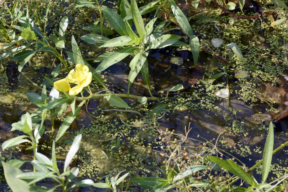Ludwigia peploides / Porracchia peploide