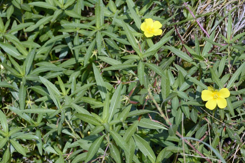 Ludwigia peploides / Porracchia peploide