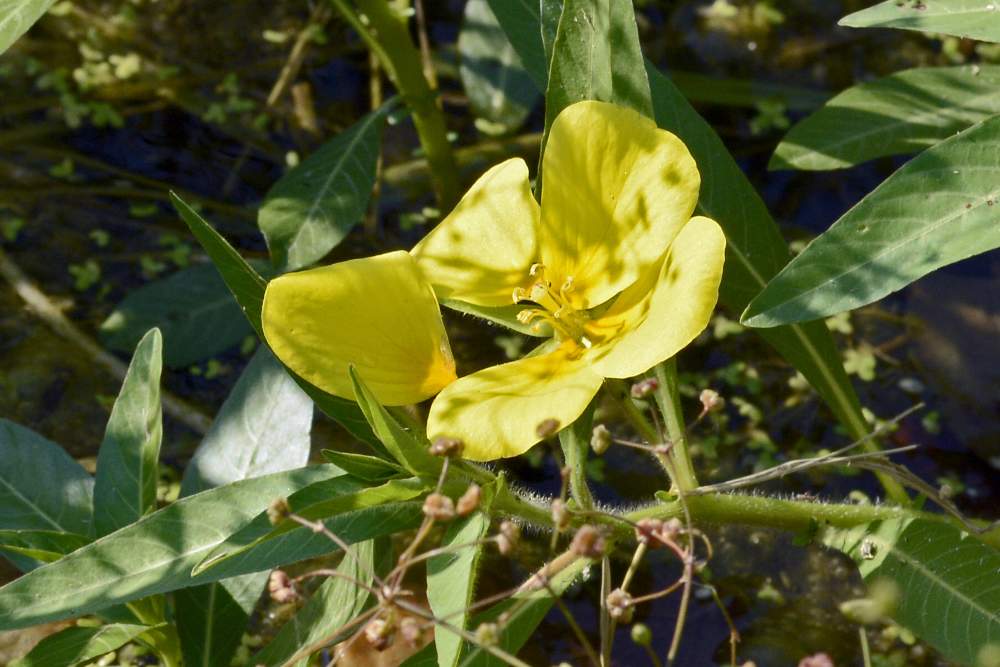 Ludwigia peploides / Porracchia peploide