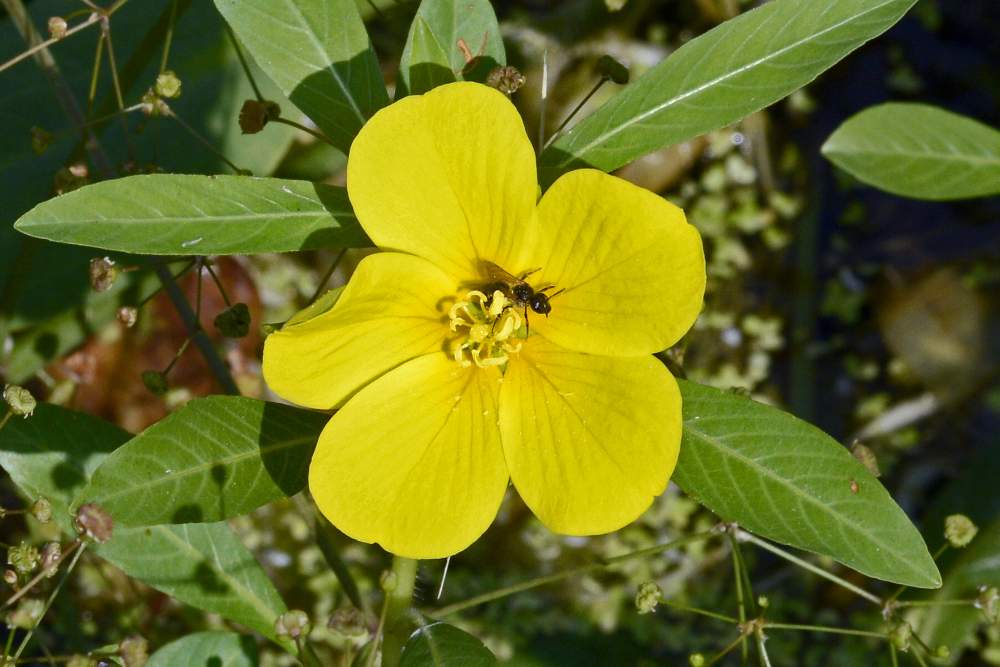 Ludwigia peploides / Porracchia peploide