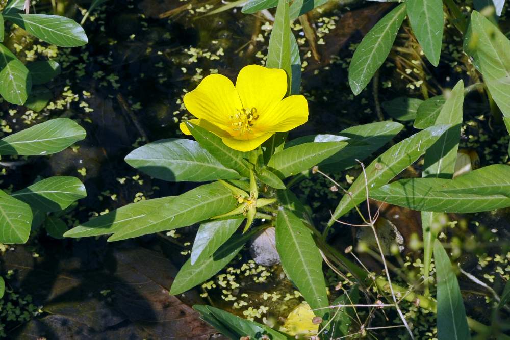 Ludwigia peploides / Porracchia peploide