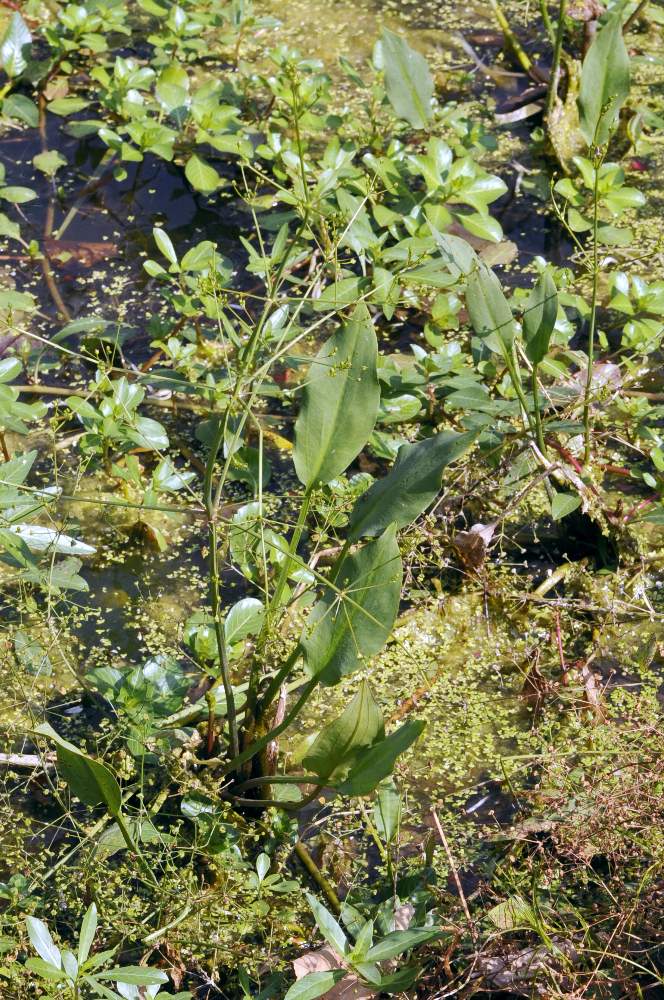 Fiore bianco su stagno - Alisma plantago-aquatica