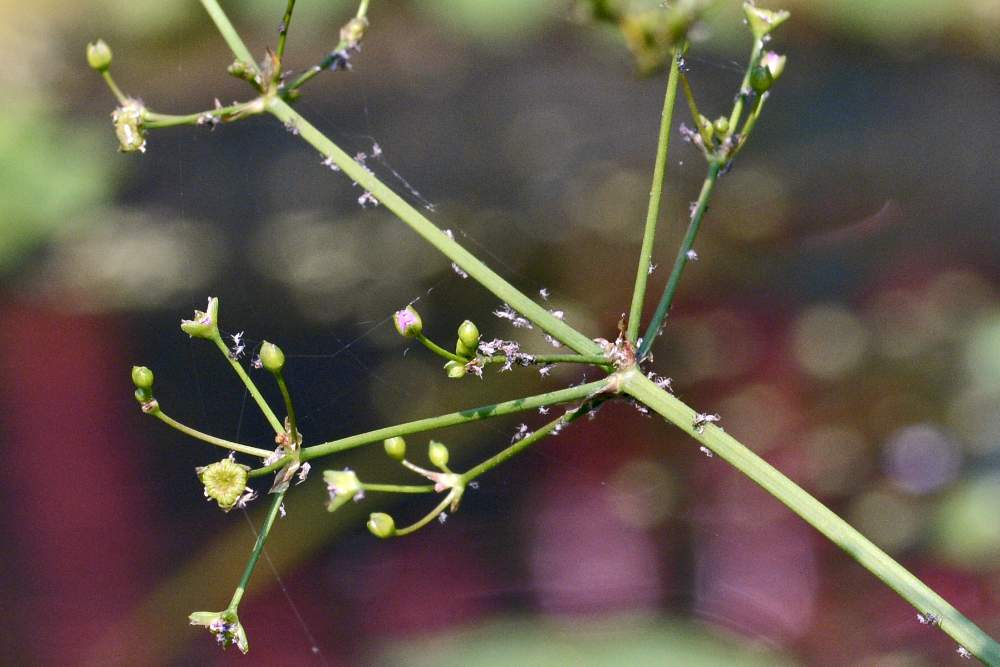 Fiore bianco su stagno - Alisma plantago-aquatica