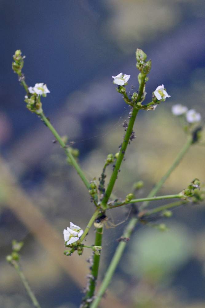 Fiore bianco su stagno - Alisma plantago-aquatica