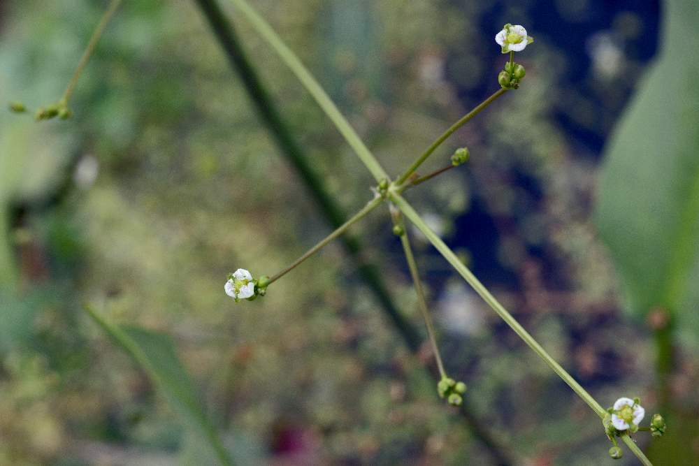 Fiore bianco su stagno - Alisma plantago-aquatica