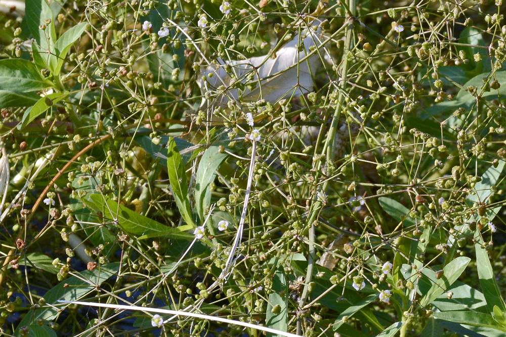 Fiore bianco su stagno - Alisma plantago-aquatica