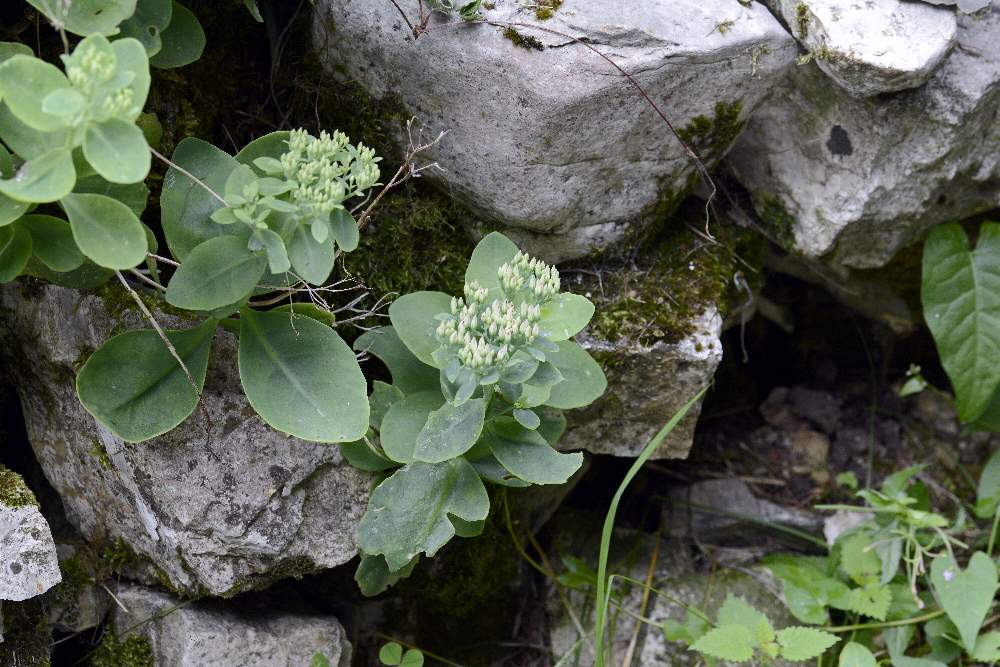 Hylotelephium spectabile / Borracina grande