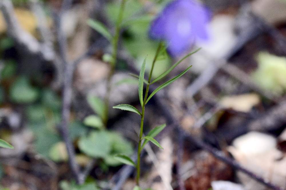 Campanula cfr. scheuchzeri