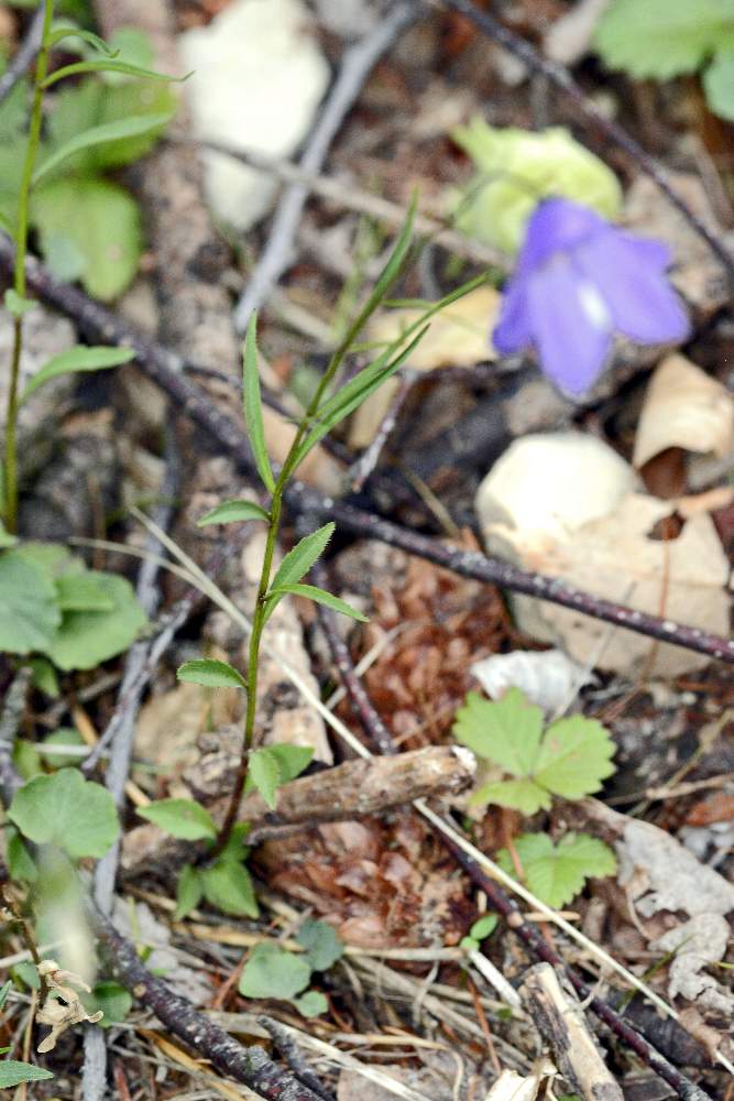 Campanula cfr. scheuchzeri