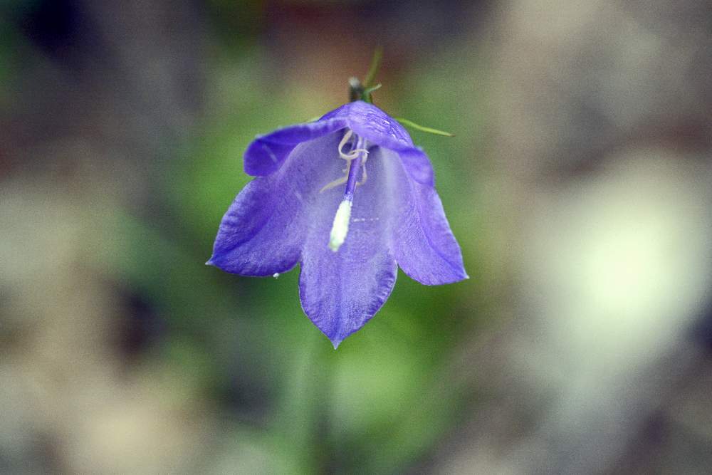 Campanula cfr. scheuchzeri