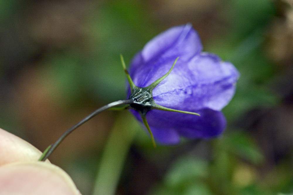 Campanula cfr. scheuchzeri