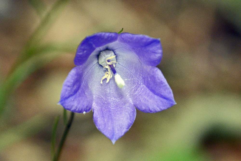 Campanula cfr. scheuchzeri