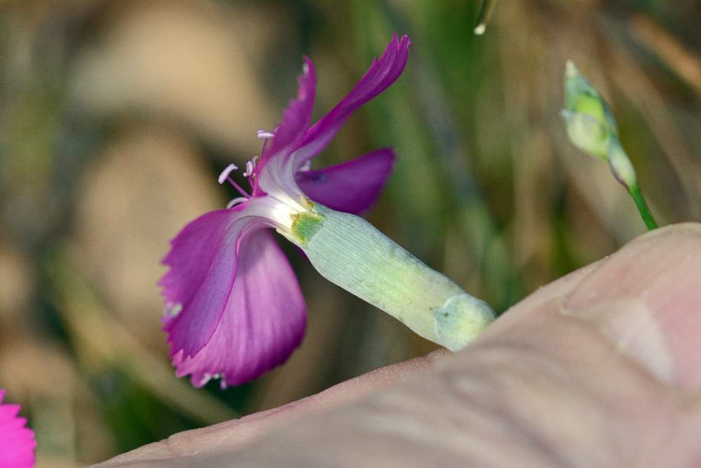 Dianthus sylvestris