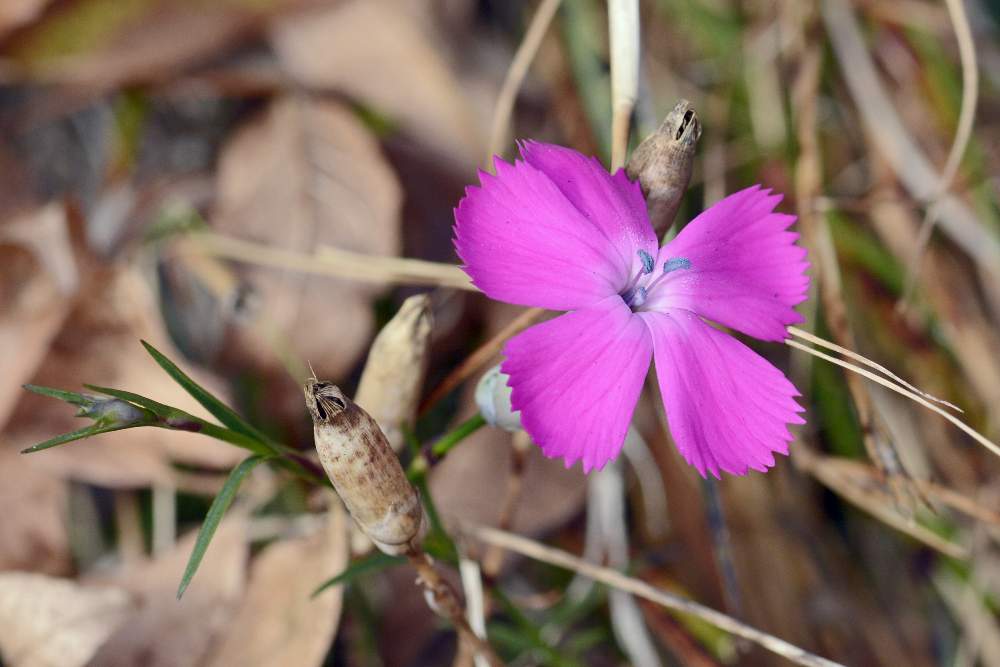 Dianthus sylvestris