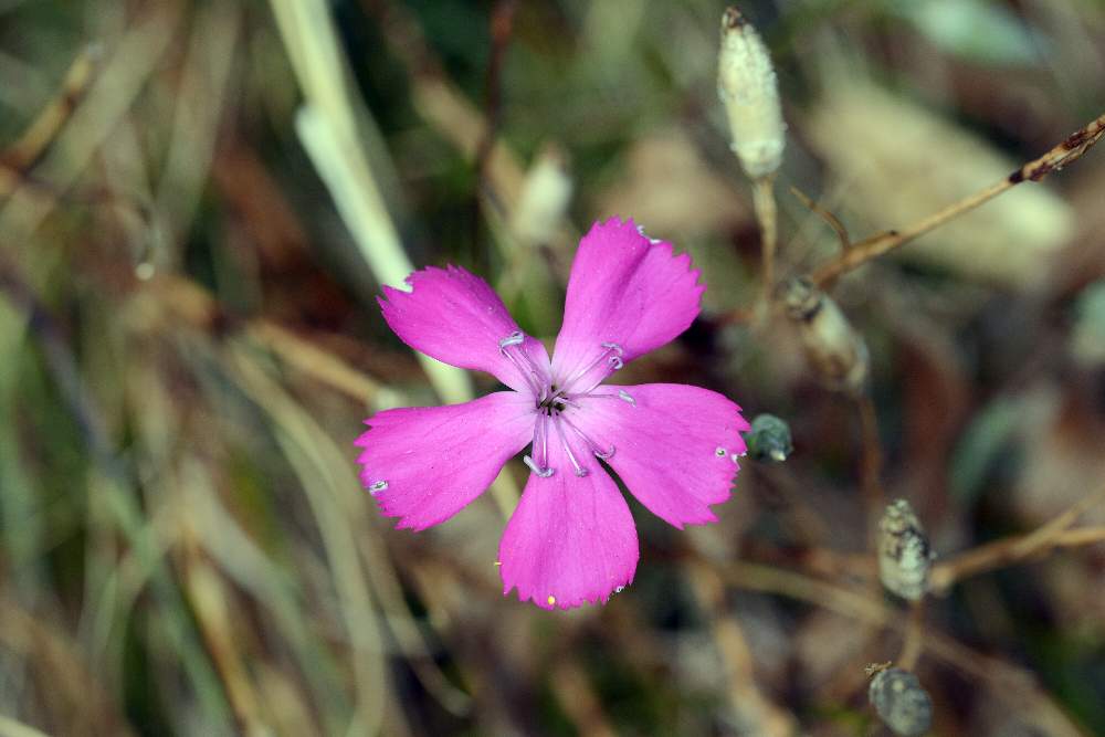 Dianthus sylvestris