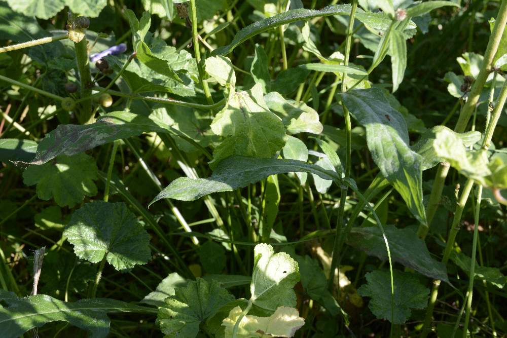 Centaurea nigriscens, apocromatica