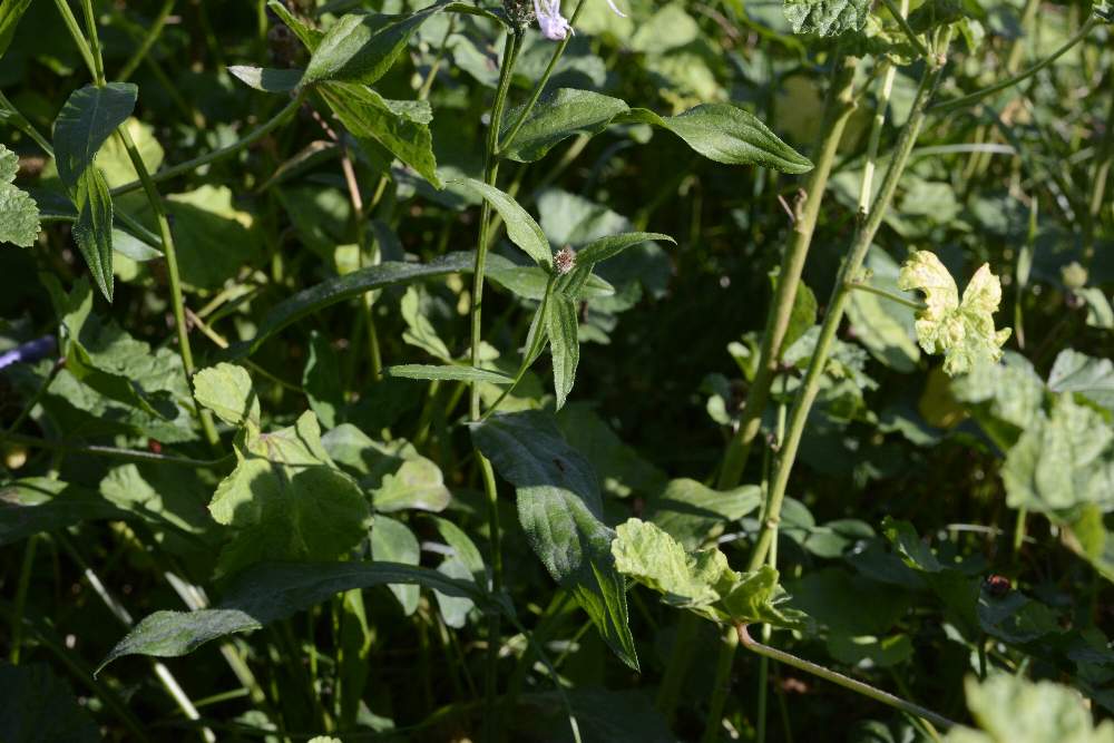 Centaurea nigriscens, apocromatica