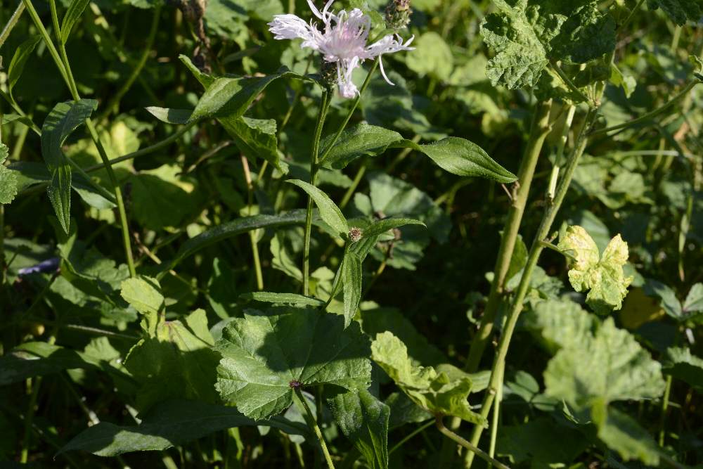 Centaurea nigriscens, apocromatica