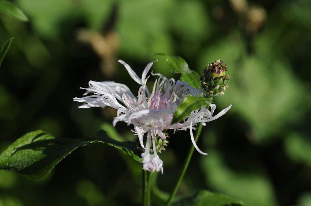 Centaurea nigriscens, apocromatica