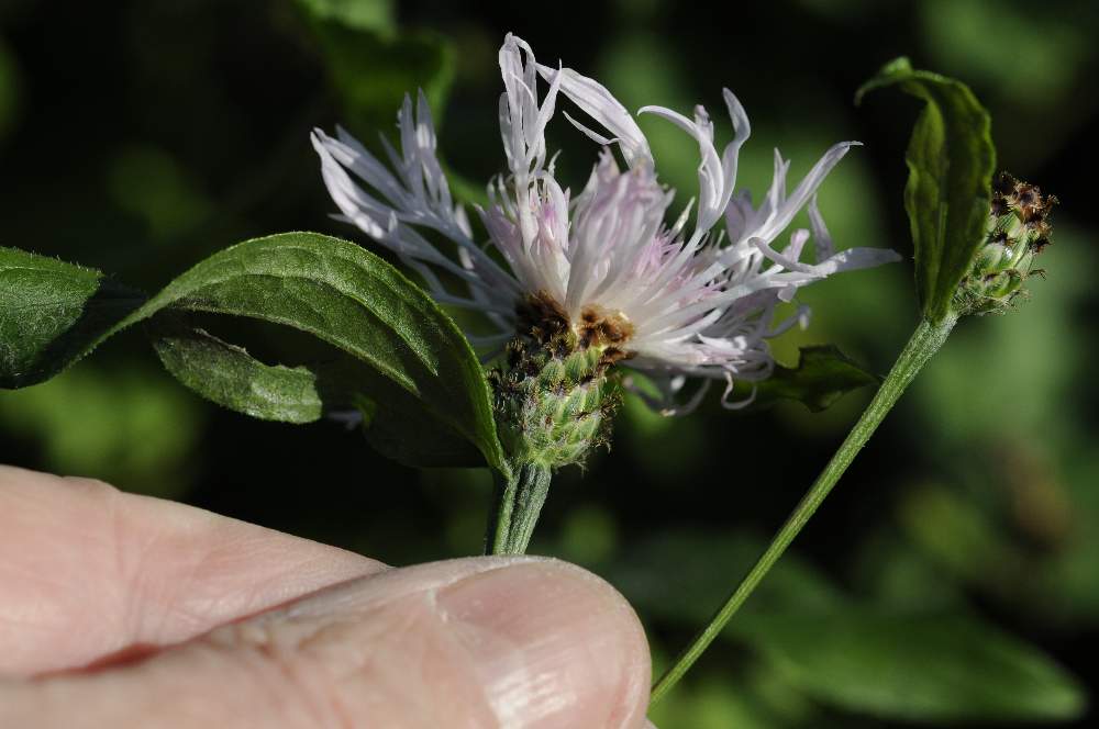 Centaurea nigriscens, apocromatica