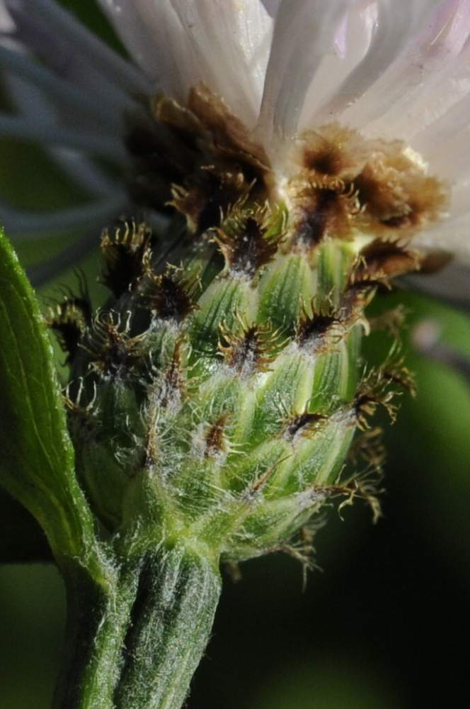 Centaurea nigriscens, apocromatica