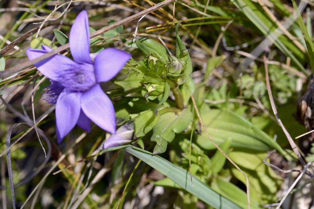 Gentianella da id.