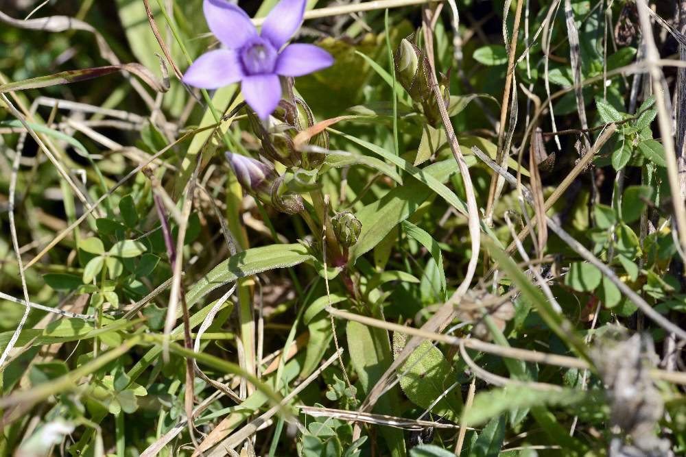 Gentianella da id.