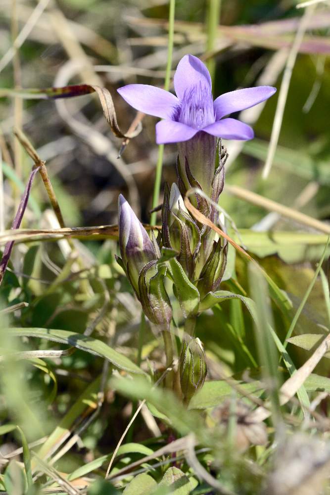 Gentianella da id.