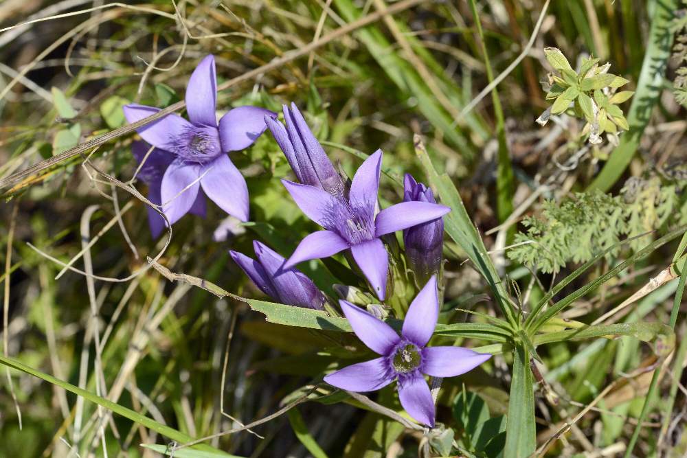 Gentianella da id.