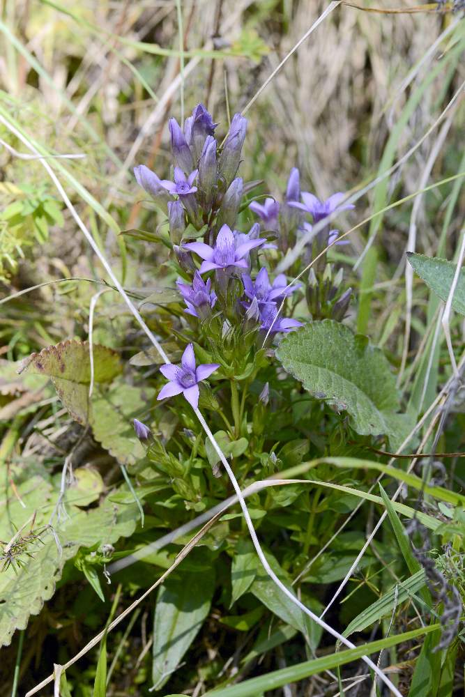 Gentianella da id.