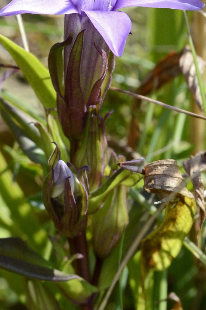 Gentianella da id.