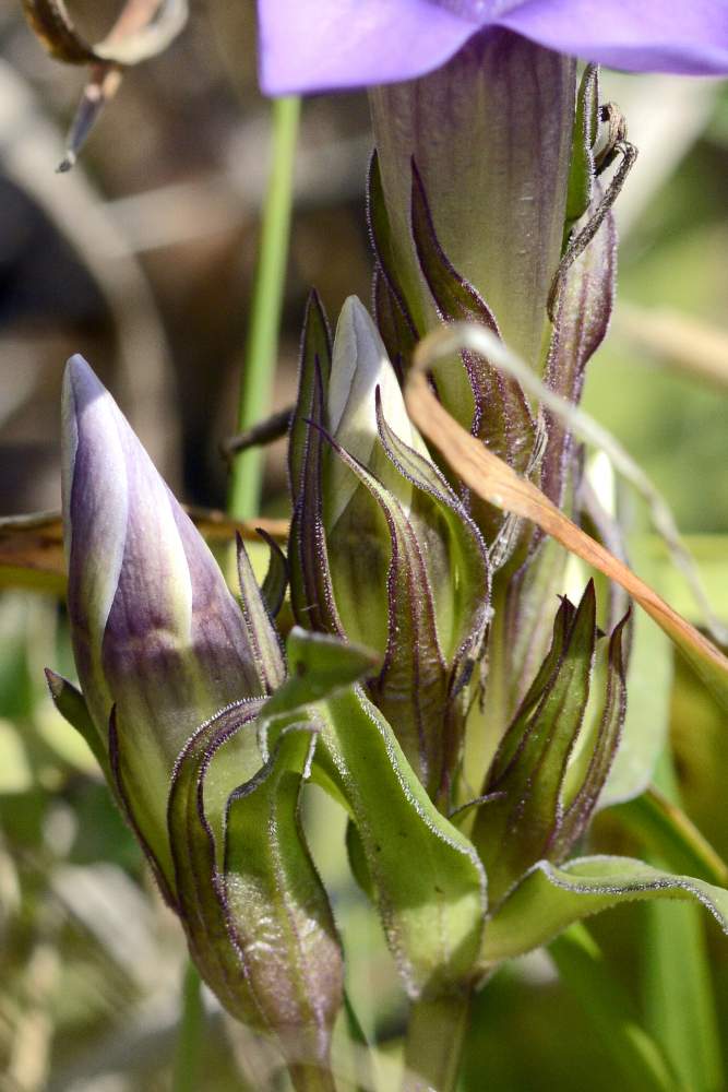 Gentianella da id.