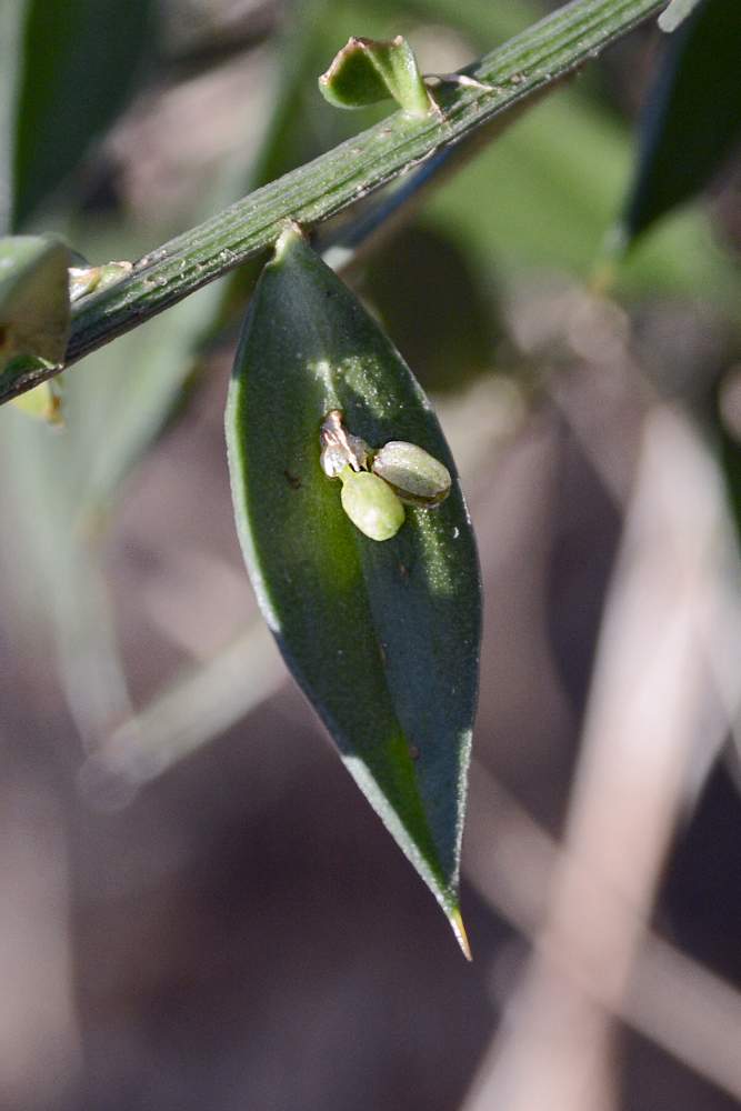 Ruscus aculeatus / pungitopo