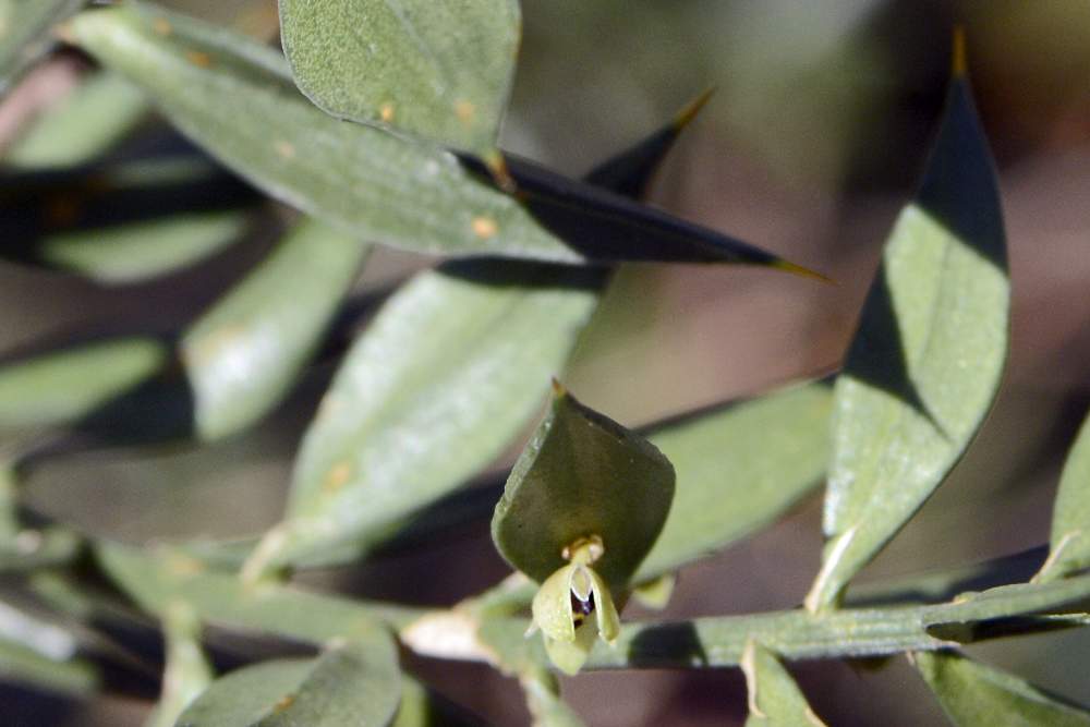 Ruscus aculeatus / pungitopo