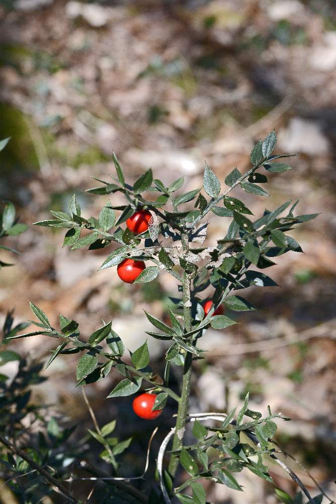 Ruscus aculeatus / pungitopo