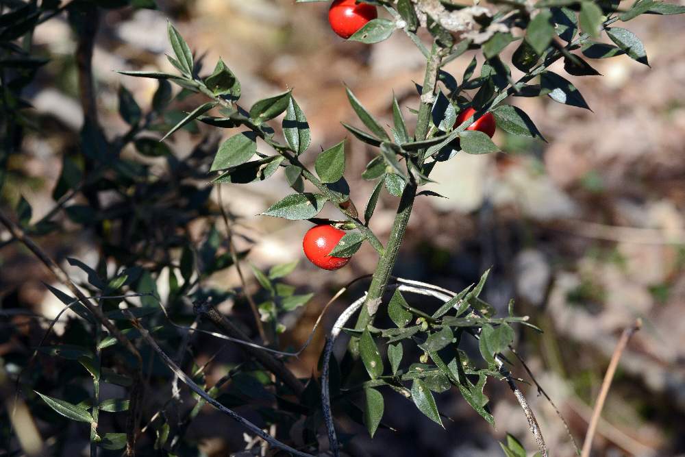 Ruscus aculeatus / pungitopo