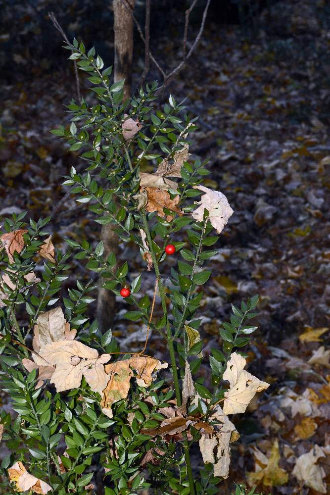 Ruscus aculeatus / pungitopo