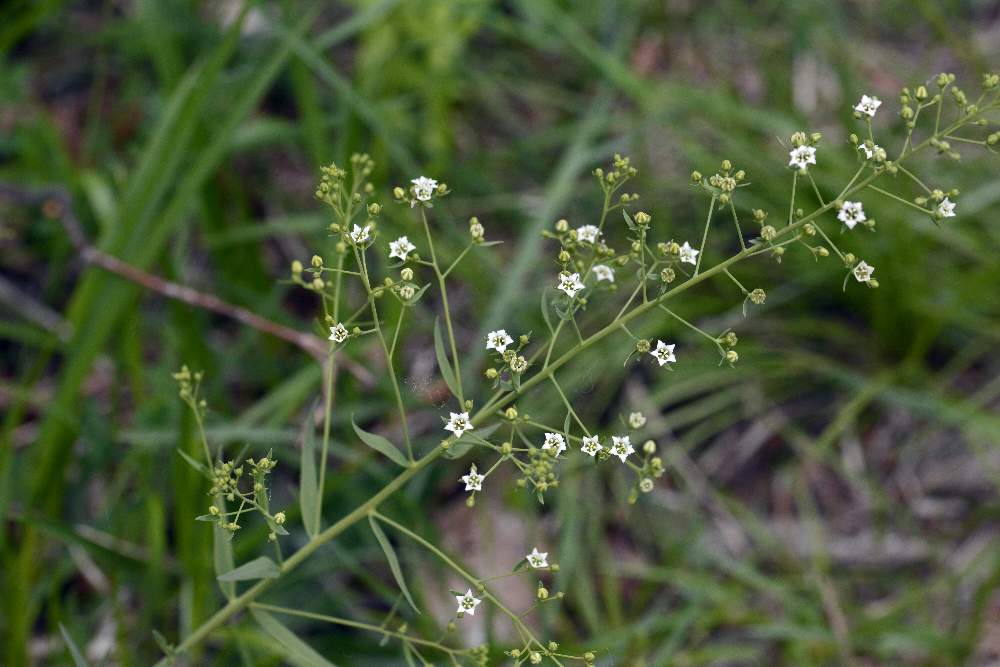 Thesium cfr. linophyllon