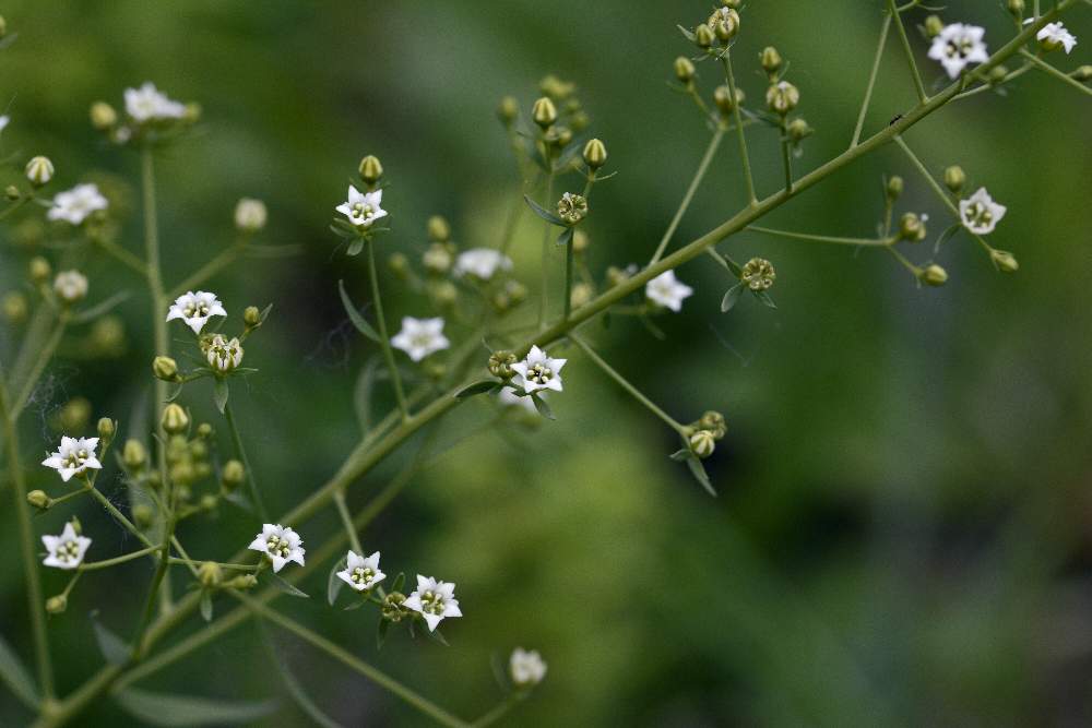 Thesium cfr. linophyllon