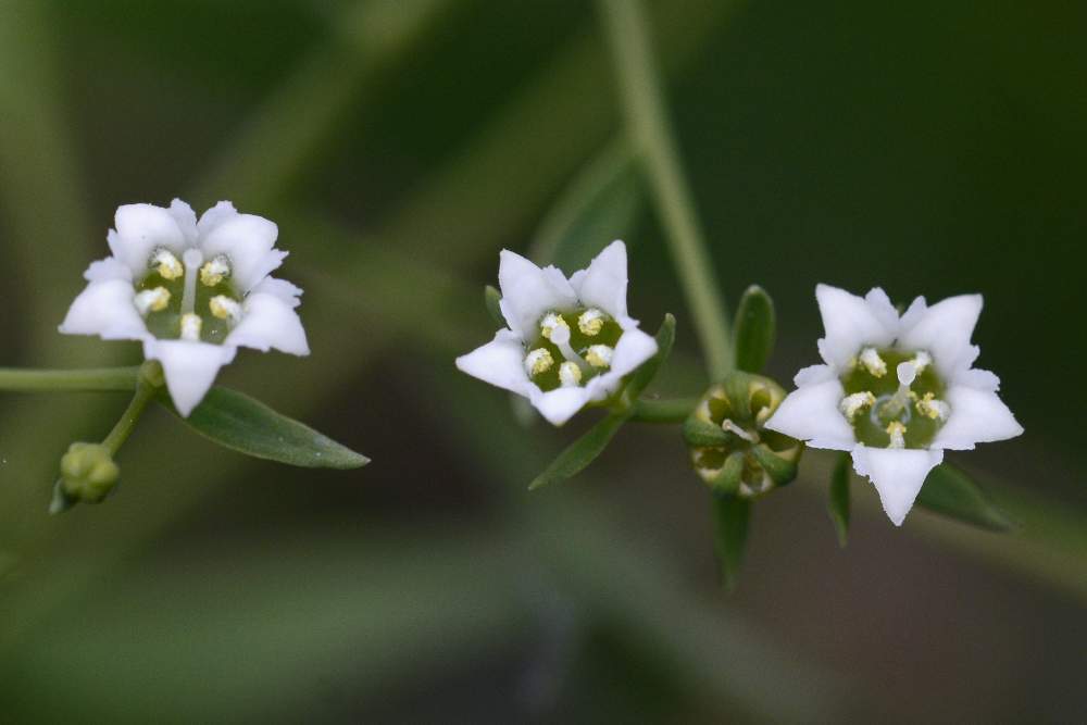Thesium cfr. linophyllon
