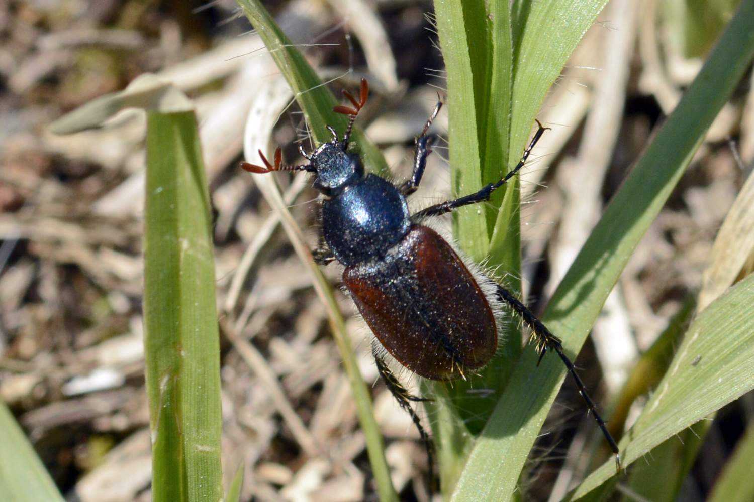 Amphicoma abdominalis, Glaphyridae