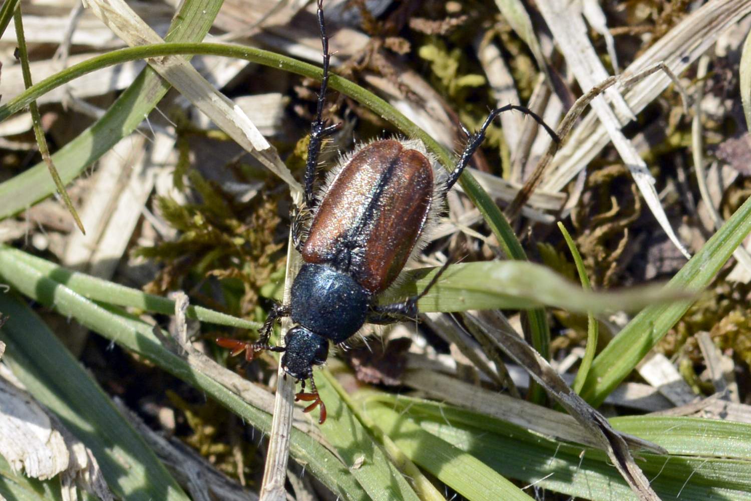 Amphicoma abdominalis, Glaphyridae