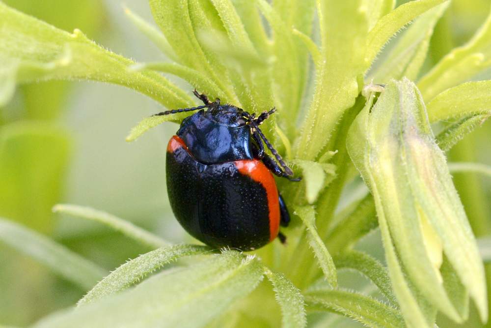 Chrysolina rossia, Chrysomelidae