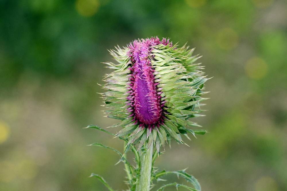 Carduus nutans