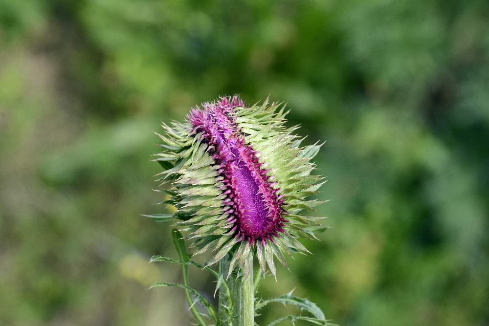 Carduus nutans