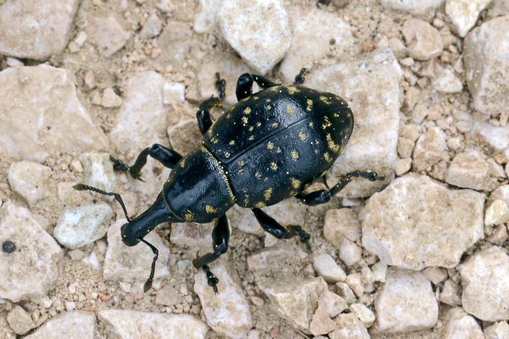 Curculionidae:  Larinus ? No, Liparus grappensis grappensis