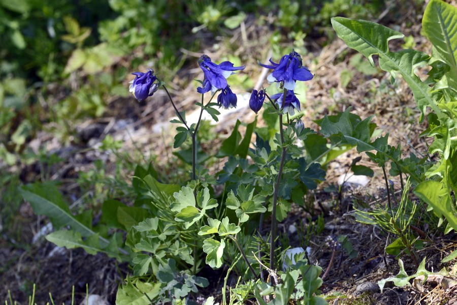 Aquilegia da id.